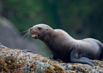 Steller Sea Lion, Alaska