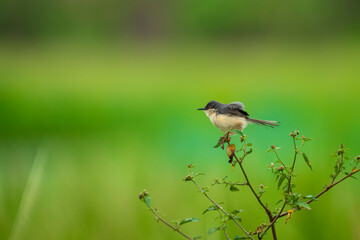 Plain Prinia in it's Habitat