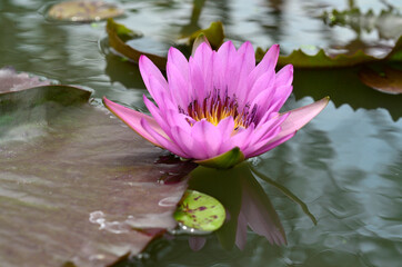 Pink and purple Lotus flower floating in the wave water