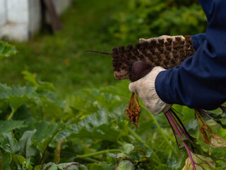 assembling vegetables from the garden. clearing beets from the ground with a clear. farm work.