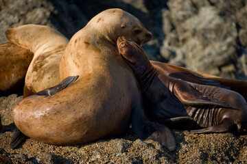 Steller Sea Lions, Alaska