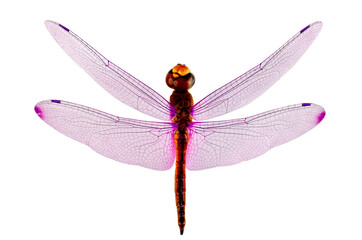 Pink wings Dragonfly isolated on whit background