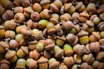 Oak acorns top down view. Nature colors of oak seeds. Isolated oak acorns on white background. 