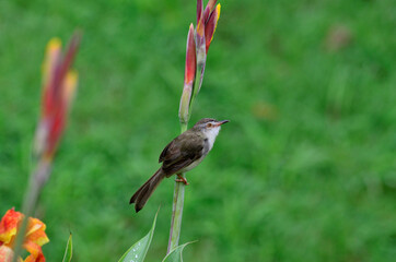 Plain Prinia