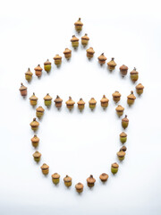 Oak acorns top down view. Nature colors of oak seeds. Isolated oak acorns on white background. 