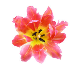 Closeup of coral and yellow tulip flower