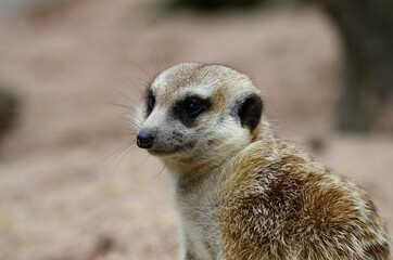 Portrait Of Meerkat or Meercat