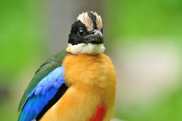 the best shot of Blue-winged Pitta face and details