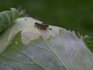 cabbage eaten by a pest. caterpillars on cabbage. pest control.