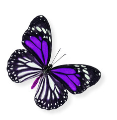 Purple or Violet Butterfly with soft shadow beneath on white background