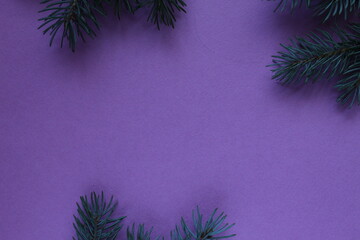 new year Christmas winter background with pine branches spruce tree on purple background with copy space