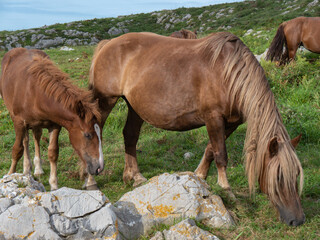 Horse and foal grazing in a quiet and grassy place