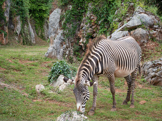 Fototapeta na wymiar Zebra grazing peacefully on the grass