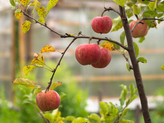 young Apple tree in the garden. red apples on a branch. autumn harvest.