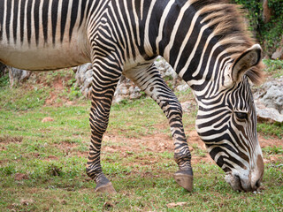 Fototapeta na wymiar Close up picture of a zebra grazing peacefully