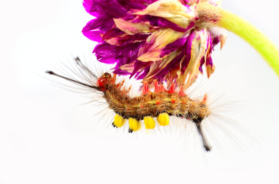 Red hairy face and yellow back butterfly worm perching on pink flower