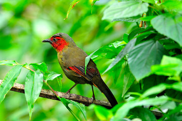 Red-face Liochichla standing on a branch with details in back