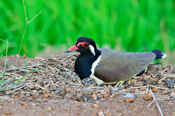 Red-wattled Lapwing hatching eggs in the opened nest, Vanellus indicus, bird best photo