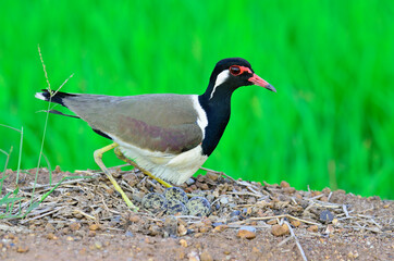 Red-wattled Lapwing hatching eggs in the opened nest, Vanellus indicus, bird of Thailand