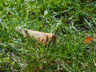 Small yellow grasshopper hidden in the grass
