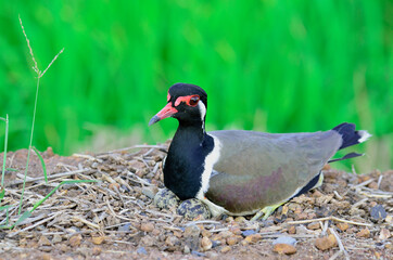 Red-wattled Lapwing hatching eggs in the opened nest, Vanellus indicus, bird