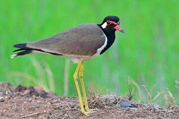 Red-wattled Lapwing