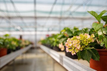Plants and flowers in the sunny greenhouse or horticulture
