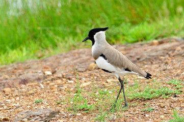 River lapwing standing on ground with grasses around