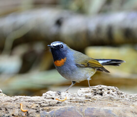 Rufous-gorgeted flycatcher, ficedula strophiata, perching and catching worms on the log with feathers details, bird