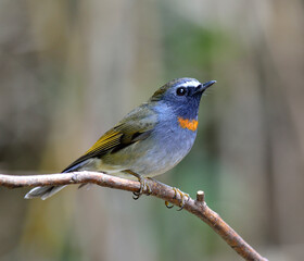 Fototapeta premium Rufous-gorgeted flycatcher, ficedula strophiata, perching on the branch with feathers details, bird