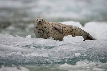 Harbor Seal Pup on Iceberg, Alaska