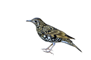White thrush, beautiful camouflage bird on a white background