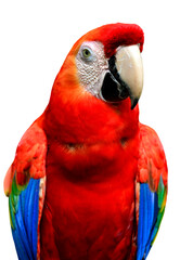 Naklejka premium Scarlet Macaw bird isolated on white background, red parrot bird