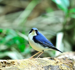 Siberian Blue Robin bird (Luscinia cyane), beautiful and lovely blue bird