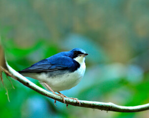 Siberian Blue Robin bird (Luscinia cyane), beuatiful and lovely blue bird