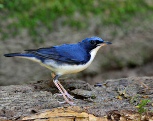 Siberian Blue Robin bird (Luscinia cyane), beuatiful blue bird