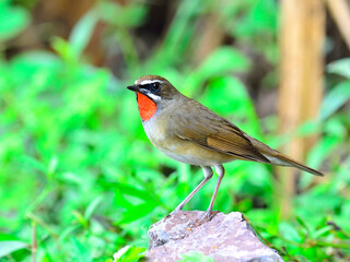 Obraz premium Siberian Rubythroat (luscinia Sibilans) the cuty red throat bird