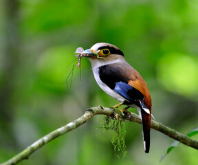 Silver-breasted Broadbill