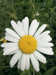 daisy flower