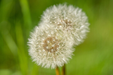 dandelion, dandelions, flower, blossoms, art, artistic, green, white, nature, plant, close-up, macro