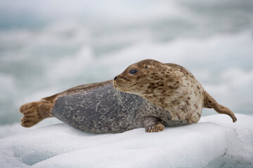 Harbor Seal on Iceberg, Alaska