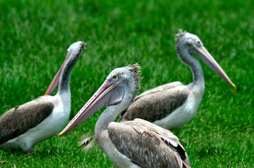 Spot-billed pelican stay close to each other on the green grass