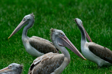 Spot-billed pelican stay close to each other on the green grass