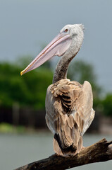 Spot-billed pelican, pelecanus philippensis, bird in turning in and look through us