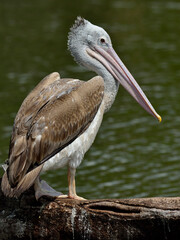 Spot-billed pelican, pelecanus philippensis, bird