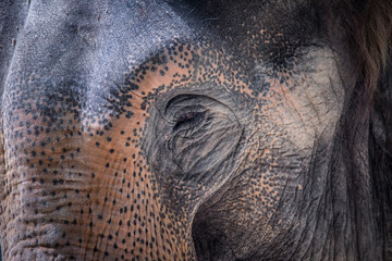 Amazing detail on an elephant's head with an eye. © Jiří Fejkl