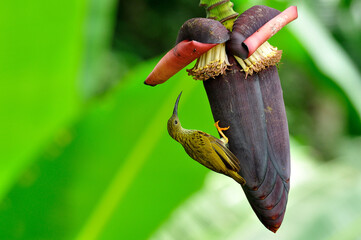 Streaked Spiderhunter