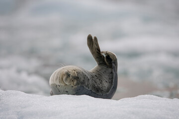 Harbor Seal on Iceberg, Alaska