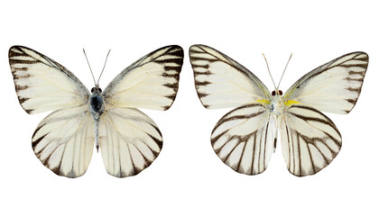 Fototapeta na wymiar Striped Albatross butterfly (appais olferna swinhow) both upper and lower wing profile isolated on white background