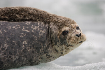 Harbor Seal on Iceberg, Alaska